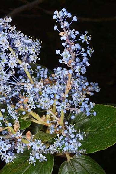 ceanothus arboreus 2 graphic